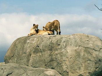 Low angle view of horse on rock against sky