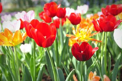 Close-up of red tulips in bloom