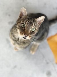 High angle view portrait of tabby cat