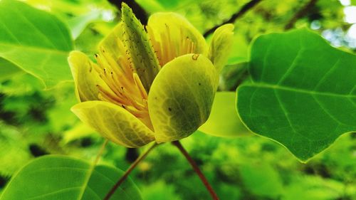 Close-up of flowering plant