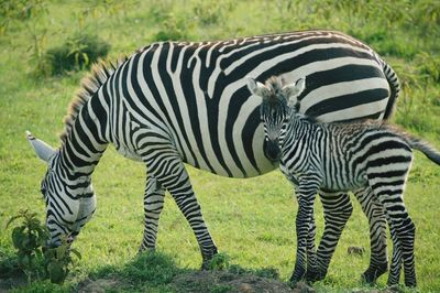 Zebra and child grazing on field