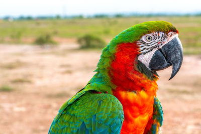 Close-up of a parrot