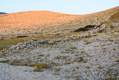 View of a desert