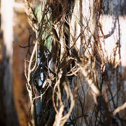 Close-up of bare tree