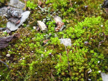 Close-up high angle view of grass