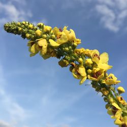 Low angle view of yellow flowering plant against sky