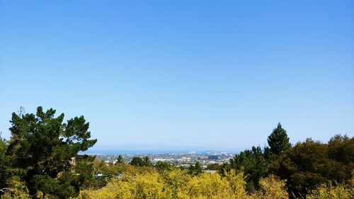 Scenic view of trees against clear blue sky