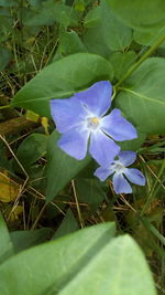 Close-up of purple flowering plant