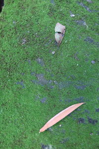 grass