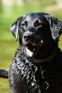 Portrait of a wet black labrador retriever with a stone in its mouth 
