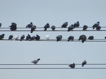 Low angle view of pigeons perching on cable against sky