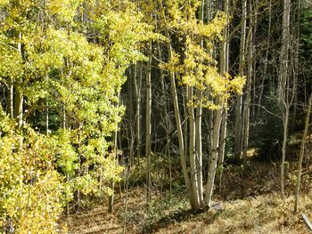Trees growing in forest