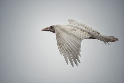 White raven in flight 