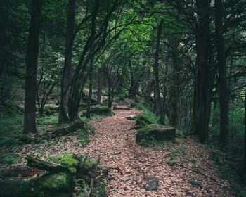 Trees growing in forest