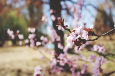 Close-up of pink cherry blossoms in spring