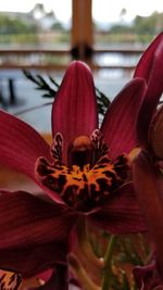 Close-up of day lily blooming outdoors