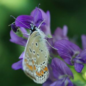 Close-up of butterfly pollinating on purple flower