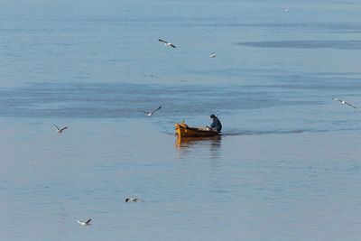 Ducks swimming in sea