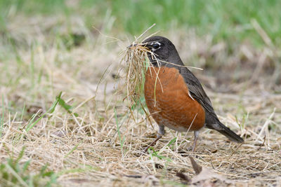 Close-up of a bird perching on a field