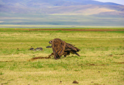 View of a cat on field