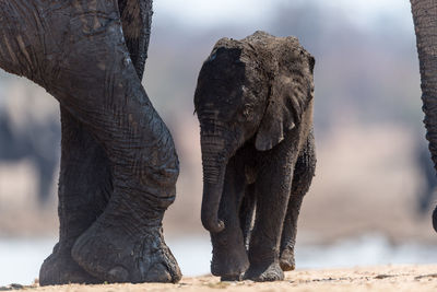 View of elephant