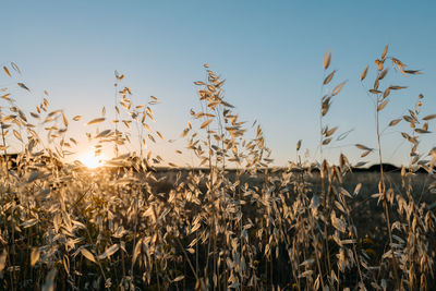 View of stalks in field against sky