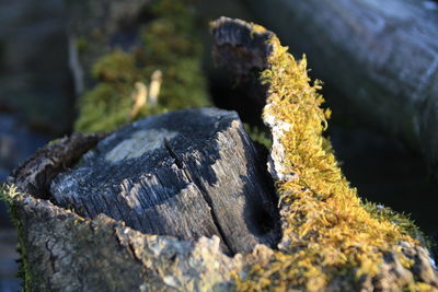 Close-up of moss growing on tree stump