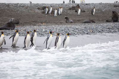 Penguins perching at beach