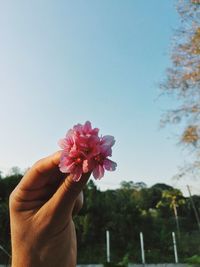 Cropped hand holding pink flower against clear sky