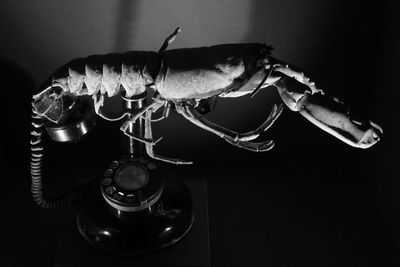 Close-up of crab hanging over black background