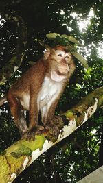 Monkey sitting on tree