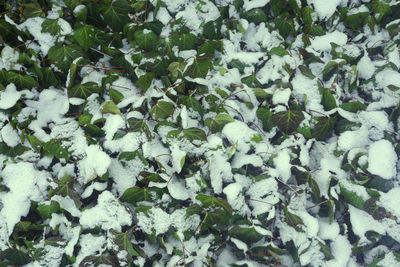 Full frame shot of fresh plants on field