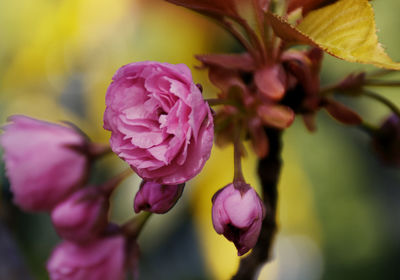 Close-up of pink roses