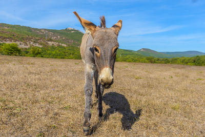 a young donkey