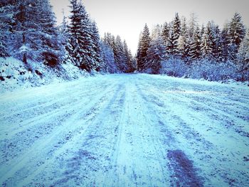 Snow covered trees