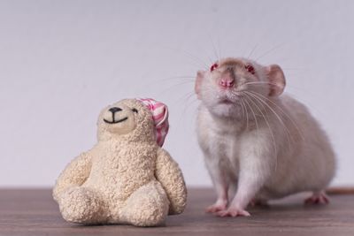 Rat and stuffed toy on table