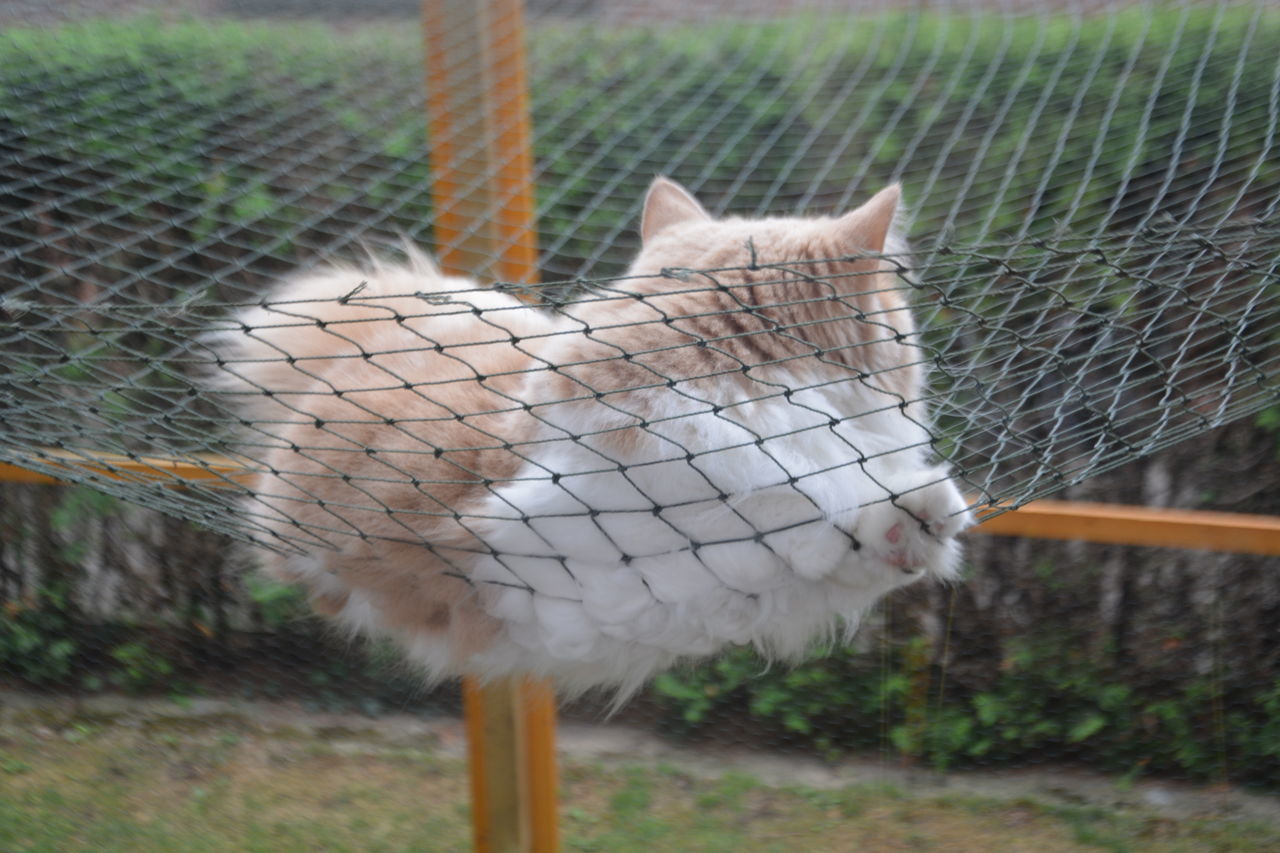 VIEW OF CAT LOOKING THROUGH FENCE