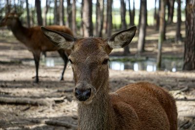 Close-up of deer on field