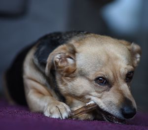 Close-up portrait of dog relaxing