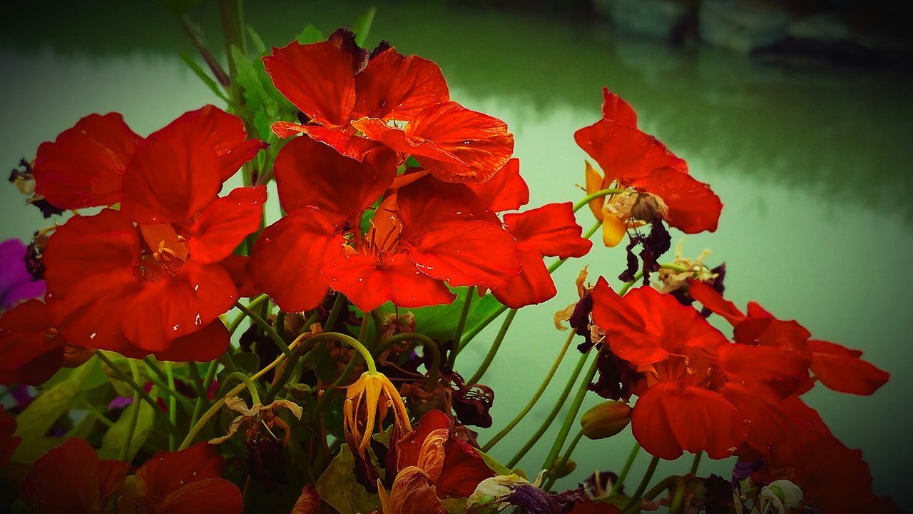 Flower and pond