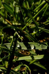 Close-up of leaf on grass