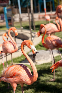 Pink caribbean flamingo, phoenicopterus ruber, in the middle of flock flamingos during breeding 