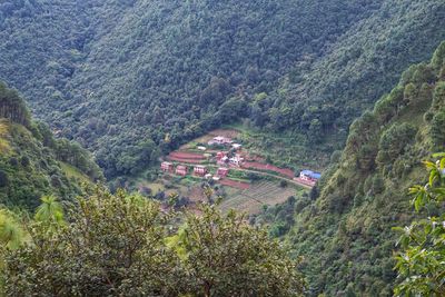 High angle view of trees in forest