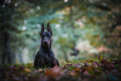 Dog sitting on field