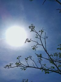 Low angle view of trees against blue sky