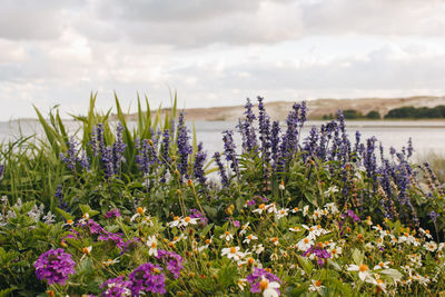 Close-up of purple flowering plants on field against sky