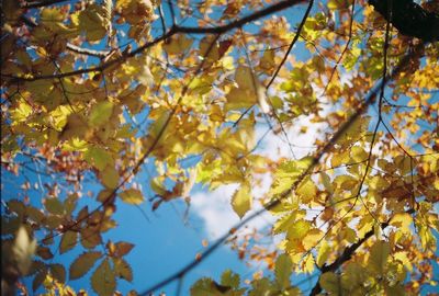 Low angle view of tree against sky during autumn