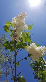 Low angle view of flower tree against clear sky