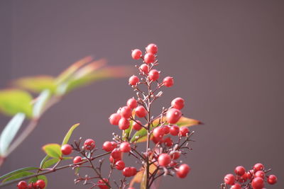 Close-up of red berries growing on plant