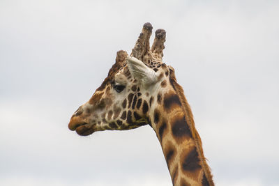 Close-up of giraffe against sky